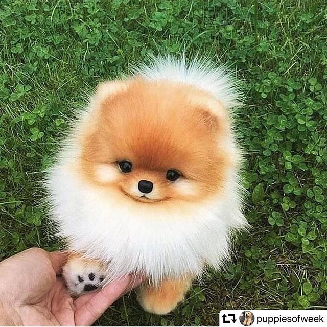 ChienEtCo's tweet photo. Owww qu’il est chou 😍❤️🥰 Crédit : @puppiesofweek 
#puppiesofweek #puppiesofinstgram #lovelydog❤️ #petitchienmignon #unjourunchien #chiendujour #spitznain #bulldog #shitzulover #weloveeverydog #raceoupasrace #mignonnerie #cuteness #cutitudes https://t.co/RcxUGYxErf https://t.co/9URefz2Sdr