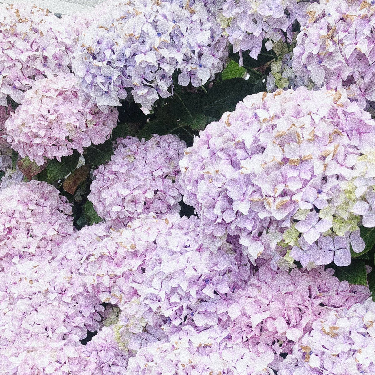 Bloom baby bloom! 🌸🌼 #HappyMonday