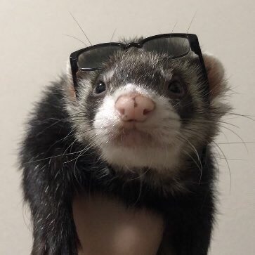 コロリナ チャビィ先生 うちのウェイ系イタチ フェレット Ferret ポールキャット Polecat アンゴラフェレット ウェイ パリピ フォロー返し しない イタチ好きと繋がりたい サングラス ちょー可愛い 海に行きたい ふぁぼりつで気になった人お迎え