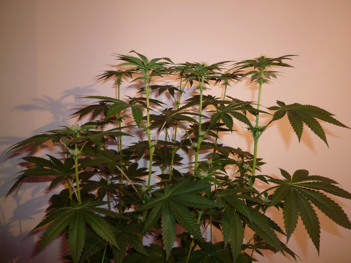 StephandjoG's tweet photo. #sourmelon from Mantis Genetics
(Sour OG x Lucille's OG S1)
Flo Day 21.
Pretty nice buds a very pleasant strain to grow ππ
Full diary : https://t.co/GeU2K3oeOI
#growdiaries #growdiary #mantisgenetics #growyourown https://t.co/KazNeWQTtL