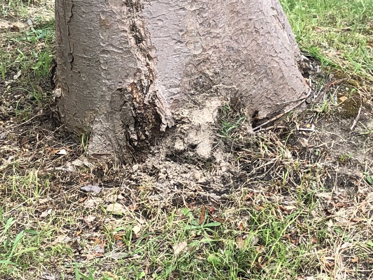 hachibasuo's tweet photo. オオスズメバチ駆除木の根元に営巣 #ハチの巣駆除 #オオスズメバチ駆除 #愛知県東郷町 https://t.co/GQTZnYxkKY