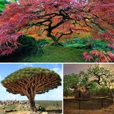 TreesUnique's tweet image. #trees in our #nursery