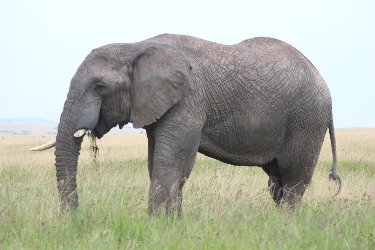 flashmctours's tweet photo. We have various safari trips from budget to luxury for solo travelers, couples, family, and all other types of travelers. 

Get in touch now! #FlashMCTours https://t.co/gX1HBIOXjo
