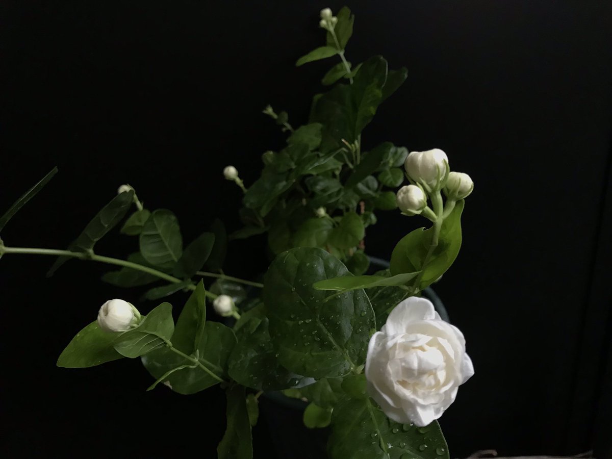 アラビアンジャスミン