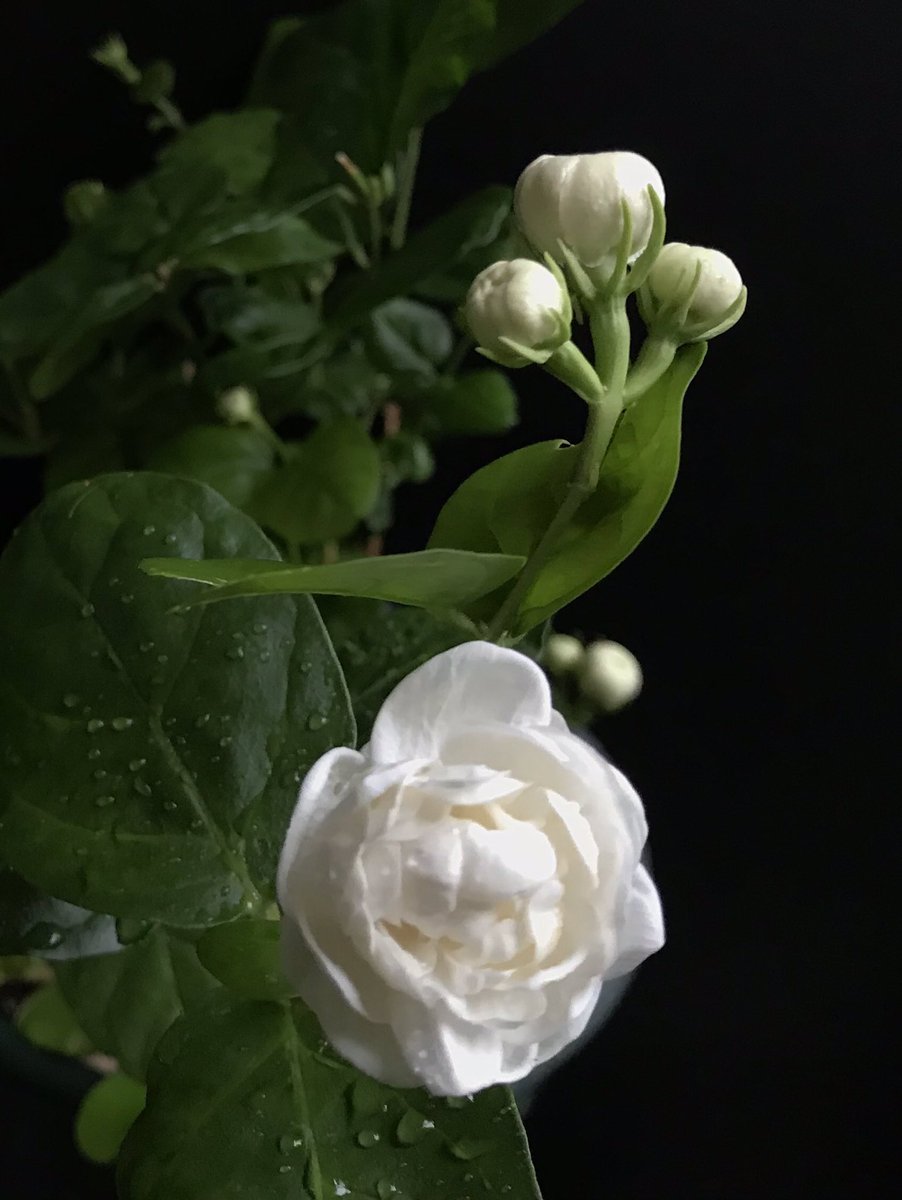 アラビアンジャスミン