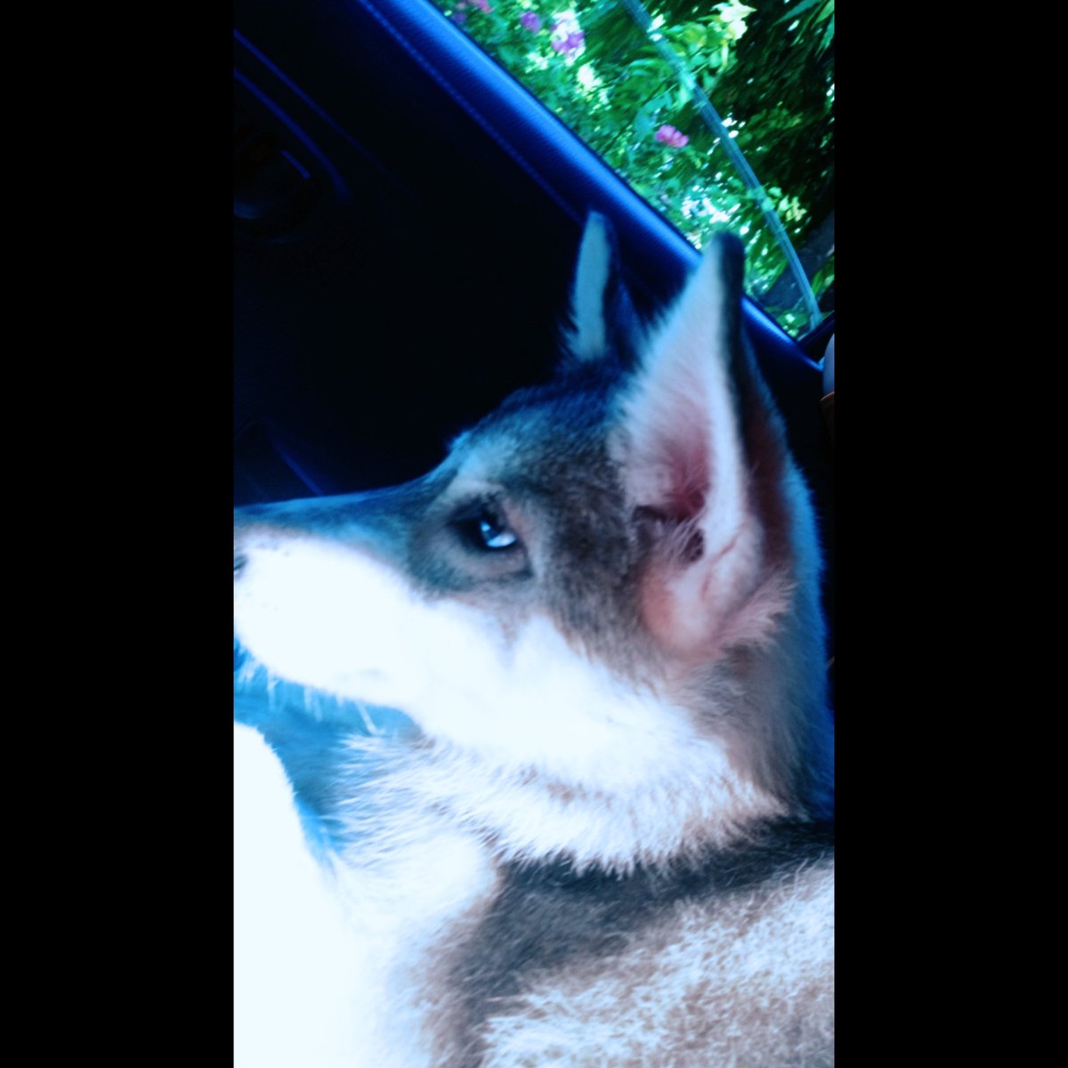 mAesiOux's tweet photo. Meet Freya.TheHusky. 😍 https://t.co/GXkLOX9HMf