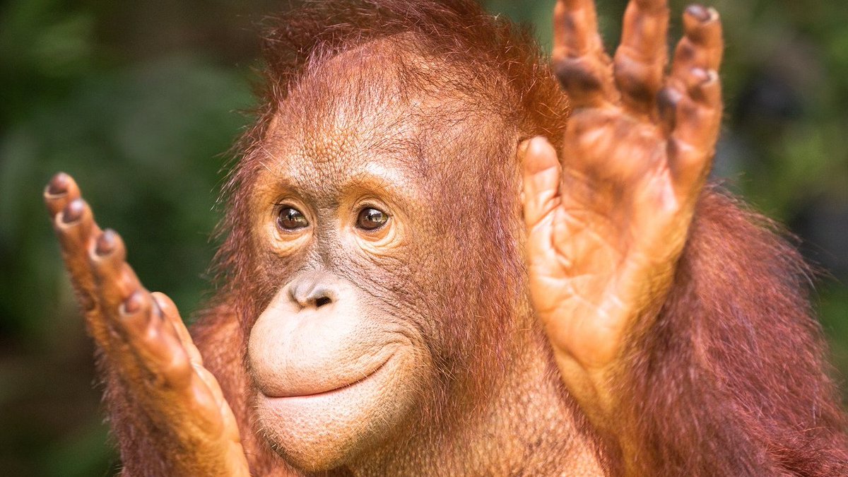ShowrunnerAU's tweet photo. If you're happy and you know it, clap your hands! Happy #WorldOrangutanDay 👏👏 Orangutans are easy to love, that's why they are contenders for World's Cutest Animal. Catch the latest episode on Nat Geo Wild US 📺 https://t.co/scDhDidprU