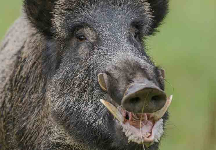 ¿Cómo solucionar los problemas con los jabalíes en carreteras y cultivos?

tiendasercomalla.com/blog/malla-de-…

#SercomallaPozoblanco #MallaAltaResistencia #NudoTitan #Cerramientos #Cinegética #Ganadería #Agricultura #Cultivos #Jabalíes