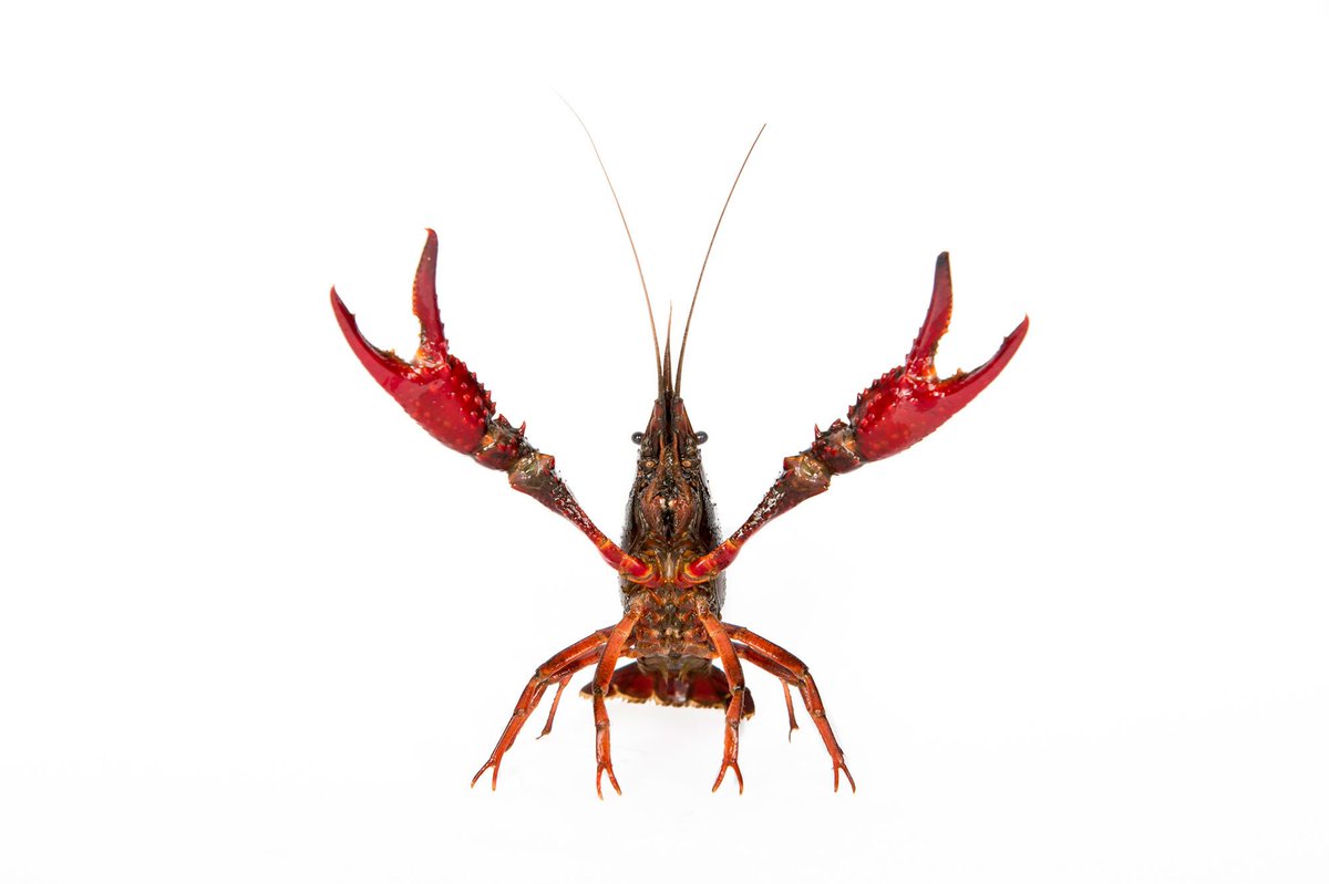 Internazionale's tweet image. Gli alieni della laguna di Venezia. Il reportage di Nicolò Porcelluzzi, @brillano, le foto di Emanuela Colombo . intern.az/1B6U