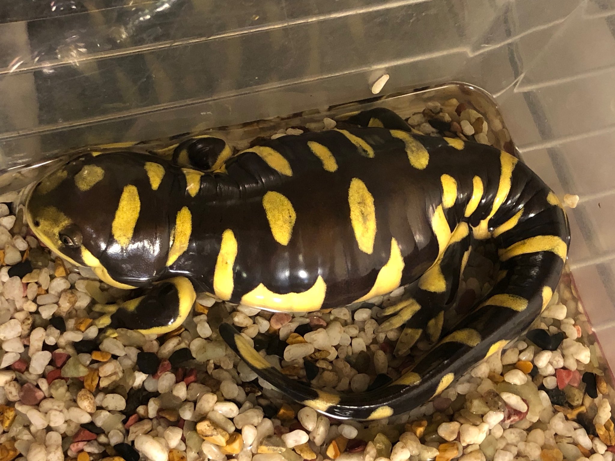 Antroom 島田拓 2年前から飼育をしているタイガーサラマンダー 人が近くに来ると餌をもらえると思って近づいてきます 息子が餌を与えて世話をしていますが太り過ぎですね T Co Hsk3lq8nfn Twitter