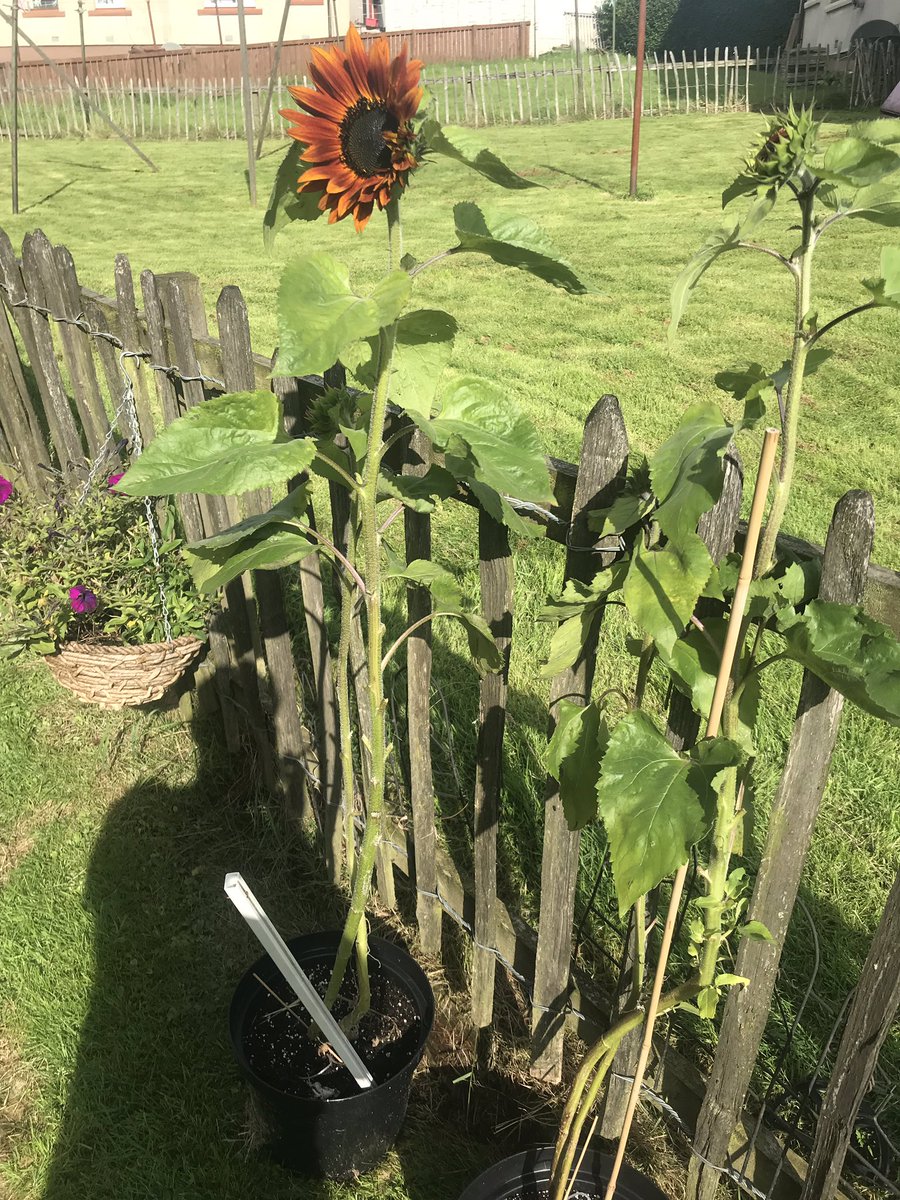 Michaelflyfish1's tweet photo. The #velvetsundlowers are starting to take off 😊 all the neighbours love the fact av moved in here and got the flowers going 🤣🤣 wee secret #cannanutrients were used in the flowers feed 🤣🤣 #GardenersWorld #Scotland #growyourown https://t.co/KwwSCukoS4