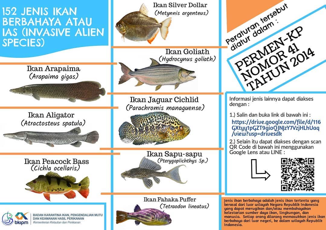 devafebrian9's tweet photo. Hello guys, yuk baca informasi terkait 152 Jenis Ikan Berbahaya/IAS di 
https://t.co/PwDdjVtTS3
Atau scan barcode di poster 😉 https://t.co/RrgeGx06nA