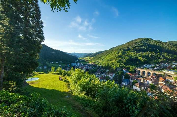 Apollo_Holidays's tweet photo. The forest is a quiet place, if the birds sing. Take a  walk in the forest and smell the wild air.A #BlackForest ecology is a delicate one.The journey of a thousand miles begins with a single https://t.co/gxM7G4Hlog with #Apollo_holidays https://t.co/MWSv524VWG