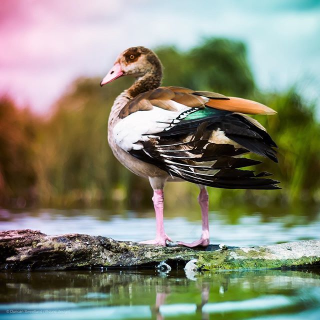 duncdesign's tweet photo. Some days your the Goose, somedays your the log! #birdwatching #happymonday #goose #bushypark  #geese #log #backtowork #surrey #hamptoncourt #molesey #outoor #color #geeseofinstagram #art #artist #wildlifephotography #wildlife #nature #naturephotography … https://t.co/1J5QnJpfH9 https://t.co/jqQBs7UkSa