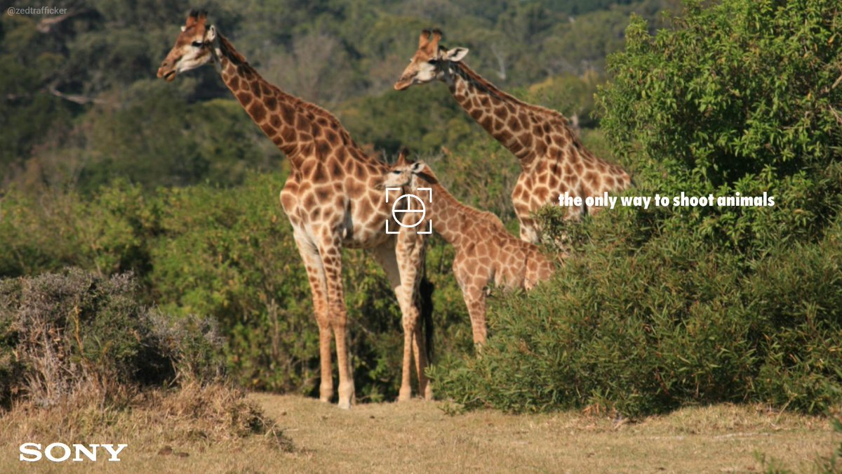 ZedTrafficker's tweet photo. @OneMinuteBriefs @Sony The only way humans should shoot animals! #WorldPhotographyDay @sony #bananimalkilling #creative #advertising @OneMinuteBriefs #AnimalsareGreat https://t.co/icCPgupZqM