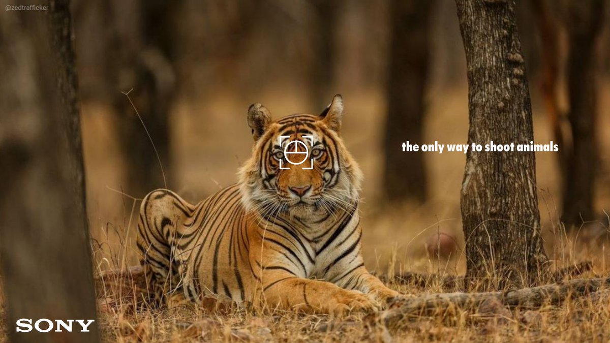 ZedTrafficker's tweet photo. @OneMinuteBriefs @Sony The only way humans should shoot animals! #WorldPhotographyDay @sony #bananimalkilling #creative #advertising @OneMinuteBriefs #AnimalsareGreat https://t.co/icCPgupZqM