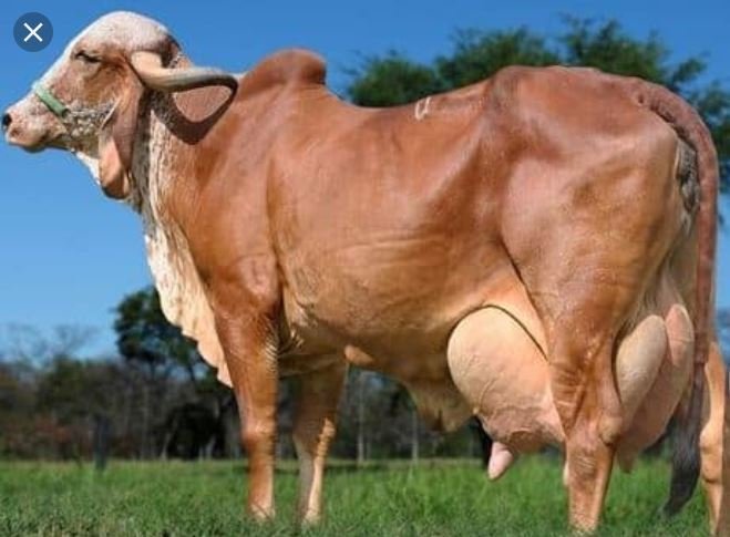 Thread on Importance of Desi Cow Breeds1/n Indian (Desi) cows is the only species of cow on the planet which has a hump on its back. The hump has a specific vein called Surya Ketu Nadi (nadis are channels in the etheric body), which absorbs the energy from the sun and moon.