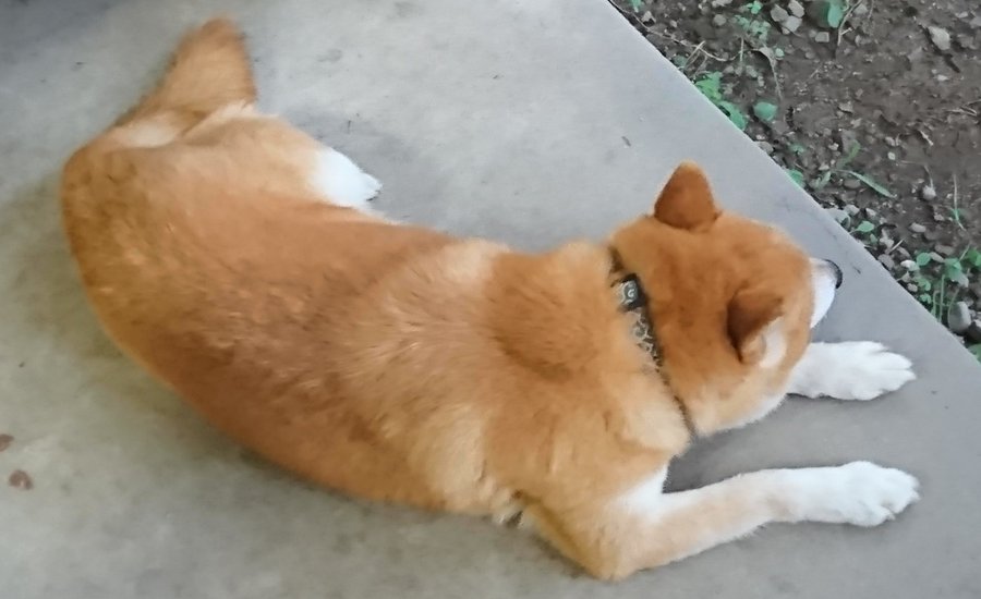 柴犬ぷんちゃんの飼い主はどんな人 犬の手作りご飯で注意 批判されたの 愛犬と満喫ライフ 犬が飼い主を大好きに 子犬のしつけの悩みも解決して正しいドッグフードの選び方も紹介