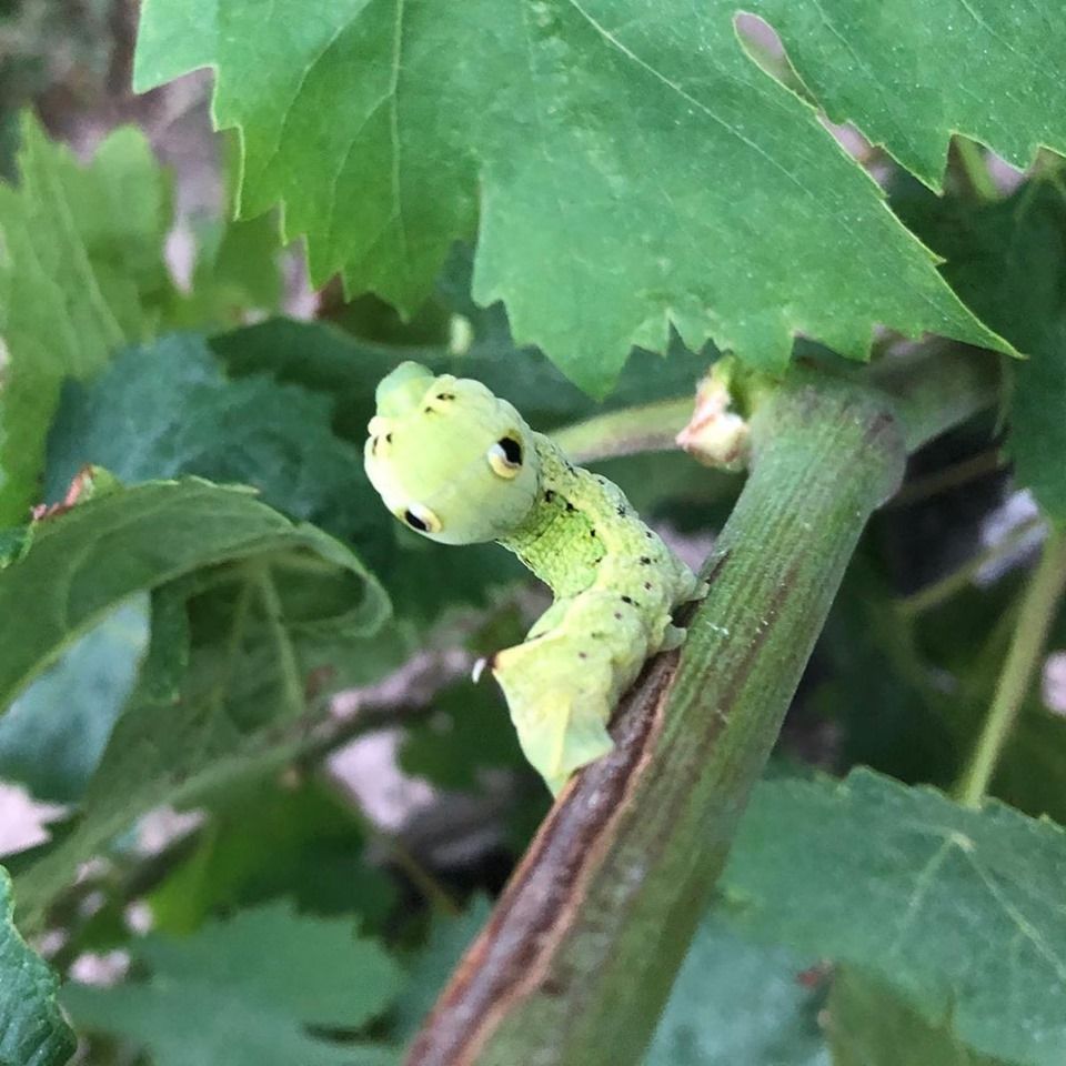 Arrêtons nous sur la beauté de la nature et les petits hôtes de nos vignes. Ces petits animaux nous poussent à exercer encore plus une démarche biologique. Avez-vous déjà vu de petits animaux de ce genre dans les vignobles #saintemilion ? 📸 Château Mauvignon #instantsaintemilion