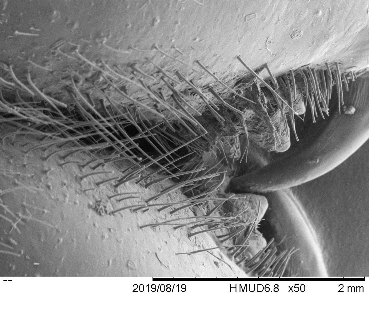 duke_smif's tweet photo. We had a super time at the @lifeandscience Super Scientist Saturday. Museum visitors used our SEM to take pictures of cool bugs! #STEMeducation #SEM #DukeEngineering https://t.co/xTfMZ0Rd9X