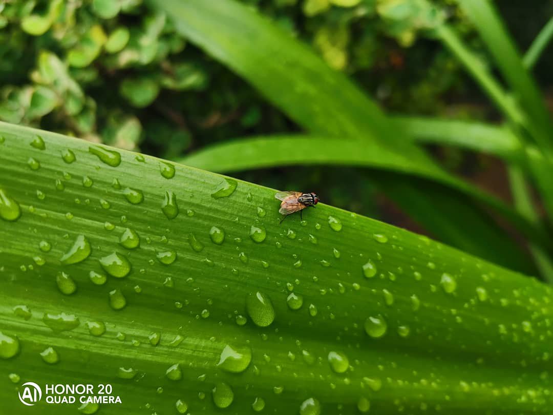 rajeshpadavala's tweet photo. @HiHonorIndia @OnePlus_IN Captured using my #Honor20 #ShotonHonor20 #honorgraphy #shotonhonor #honormyworld #HONORMade https://t.co/rp7PQ8dtEV