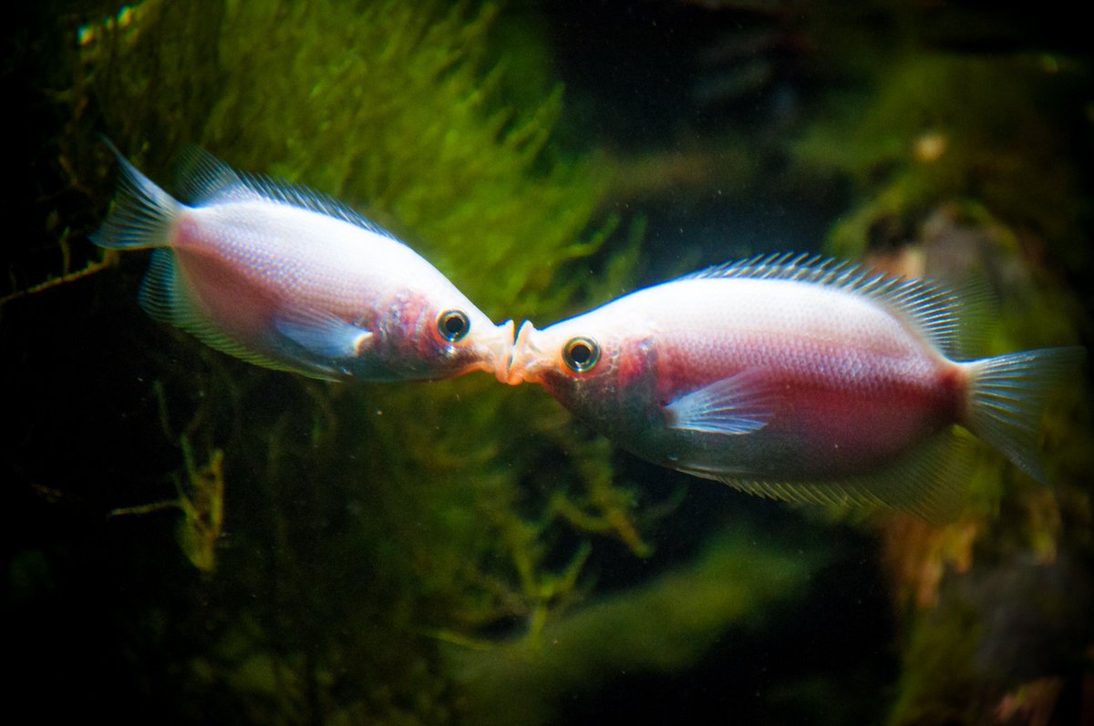 Aquarium Talks on Twitter: "Kissing gourami are from eastern Asia. But  thats no kissing. Thats war not love ! xDD #AquariumTalks #fish #pets  #fishtank… https://t.co/pv87G6Ffov"