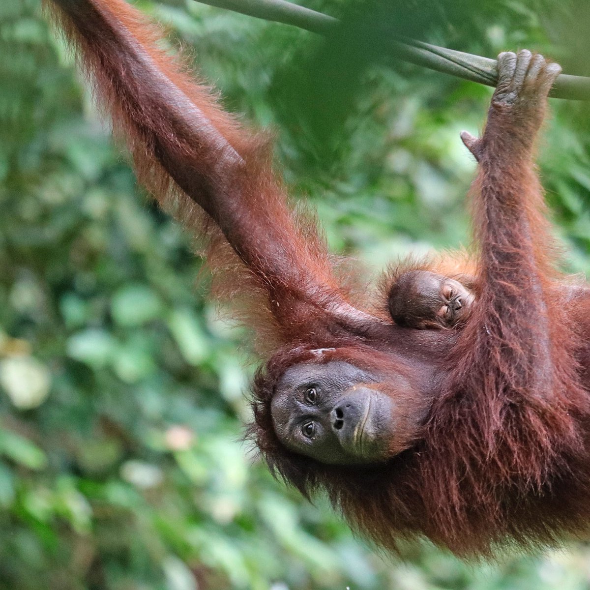 knowtheimpact's tweet photo. Today is International Orangutan Day! These great apes share 96.4% of our genes and are one of the most intelligent creatures on the planet. Unfortunately due to human activity they are critically endangered.

#InternationalOrangutanDay #orangutans #animals #endendangerment https://t.co/7x7sbYrmPm