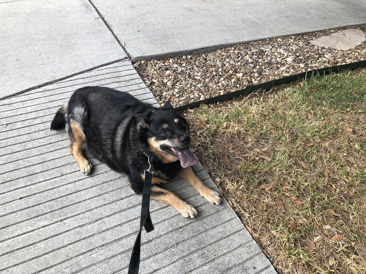 DogDaysofDakota's tweet photo. Anchored down. Uncle @dpasamonte passed the house. I’m not moving from this spot until we walk back to the house. https://t.co/D9ds9CWeRv