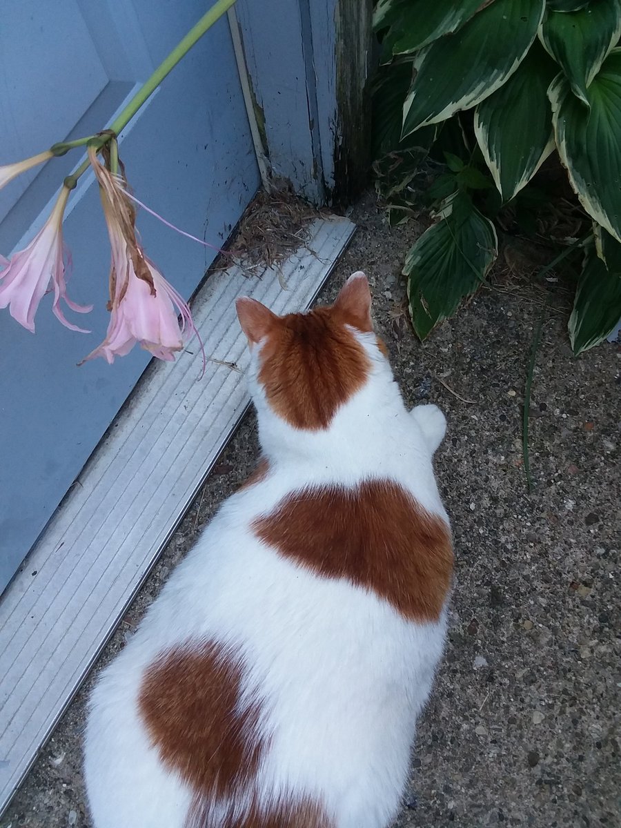 Cuckoo4Cookies's tweet photo. Biff caught a vole!

It got away, though, and now he's waiting for it to come back out. https://t.co/h1b0Q11Pz5