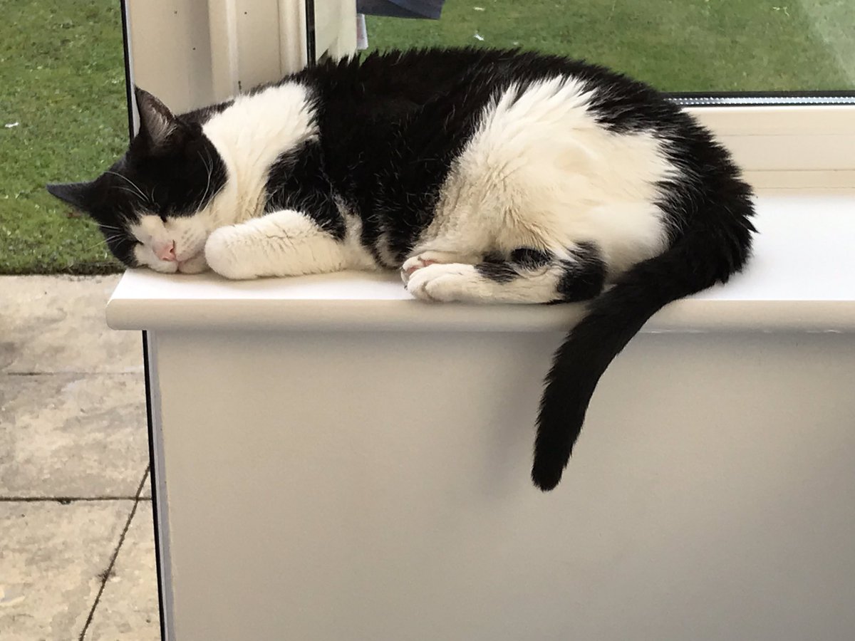 RoxyCat9's tweet photo. Happy Monday furriends! #MondayMotivation #mondaysnoozing #cats #CatsOnTwitter #RoxyCat 🐾🐾😻 https://t.co/Ml3e2TAiCW