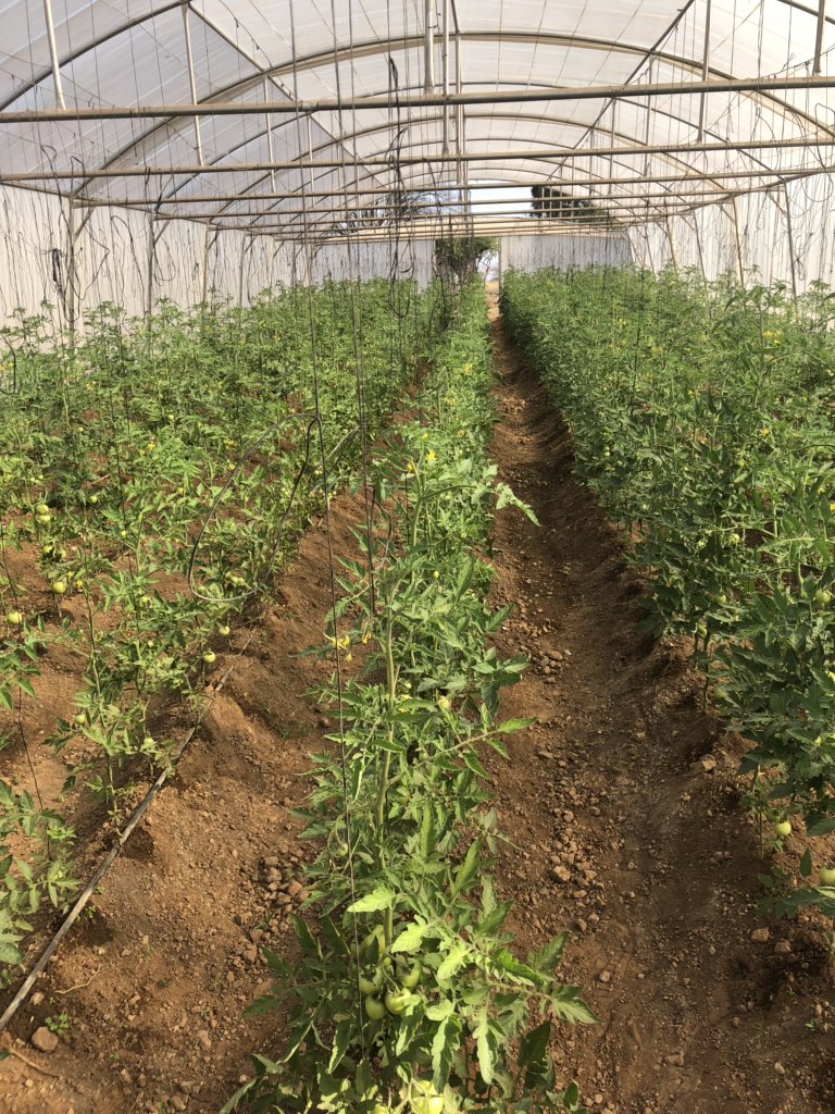 DfnFarming's tweet photo. Farming girl trying her best and eventually, I will get it right. #WomensMonth2019 #farminggirl #farming #greenbeans #greenpepper #Tomato https://t.co/nxNqPzsPVK