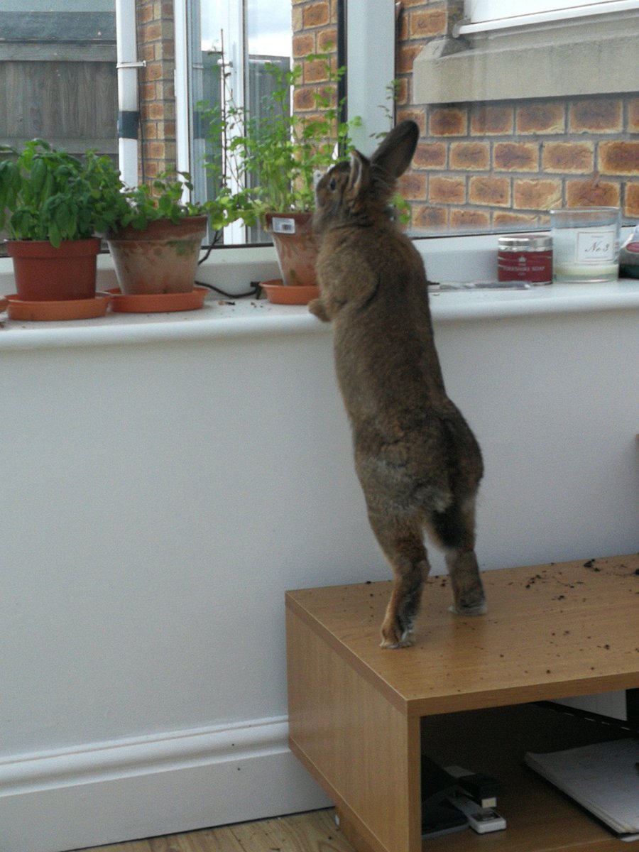 Larry90690653's tweet photo. If I stands on my tip toes.....I can munch the rests of that corriander 😋🐇 https://t.co/w2sI7uqC9N
