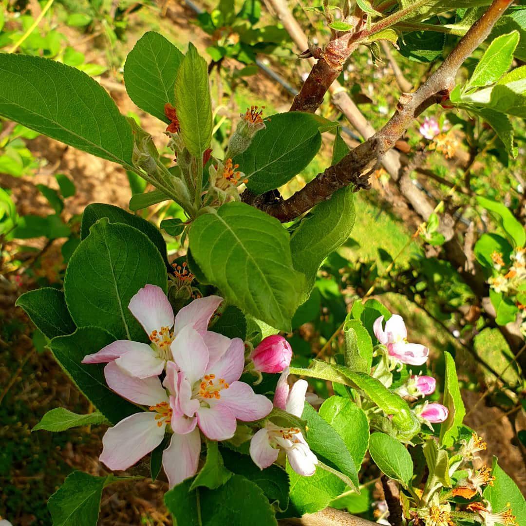 Organo_Group's tweet photo. South Africa's earliest new season apples. We are excited about our Certified Organic apples, which will be ready for marketing in December. 

Be sure to try our certified Organic Afri-Range Apples https://t.co/Tfe24hf5FP