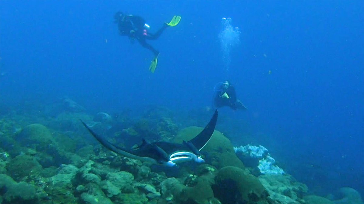 noaaocean's tweet photo. NOAA’s National Marine Sanctuaries protect some of our country’s greatest natural and cultural marine resources. Watch this new “Wave Safe” video from @NOAAOceanToday to learn how to be safe while visiting these special places: https://t.co/Sr3Gl945tT https://t.co/Y1eKZZkh08