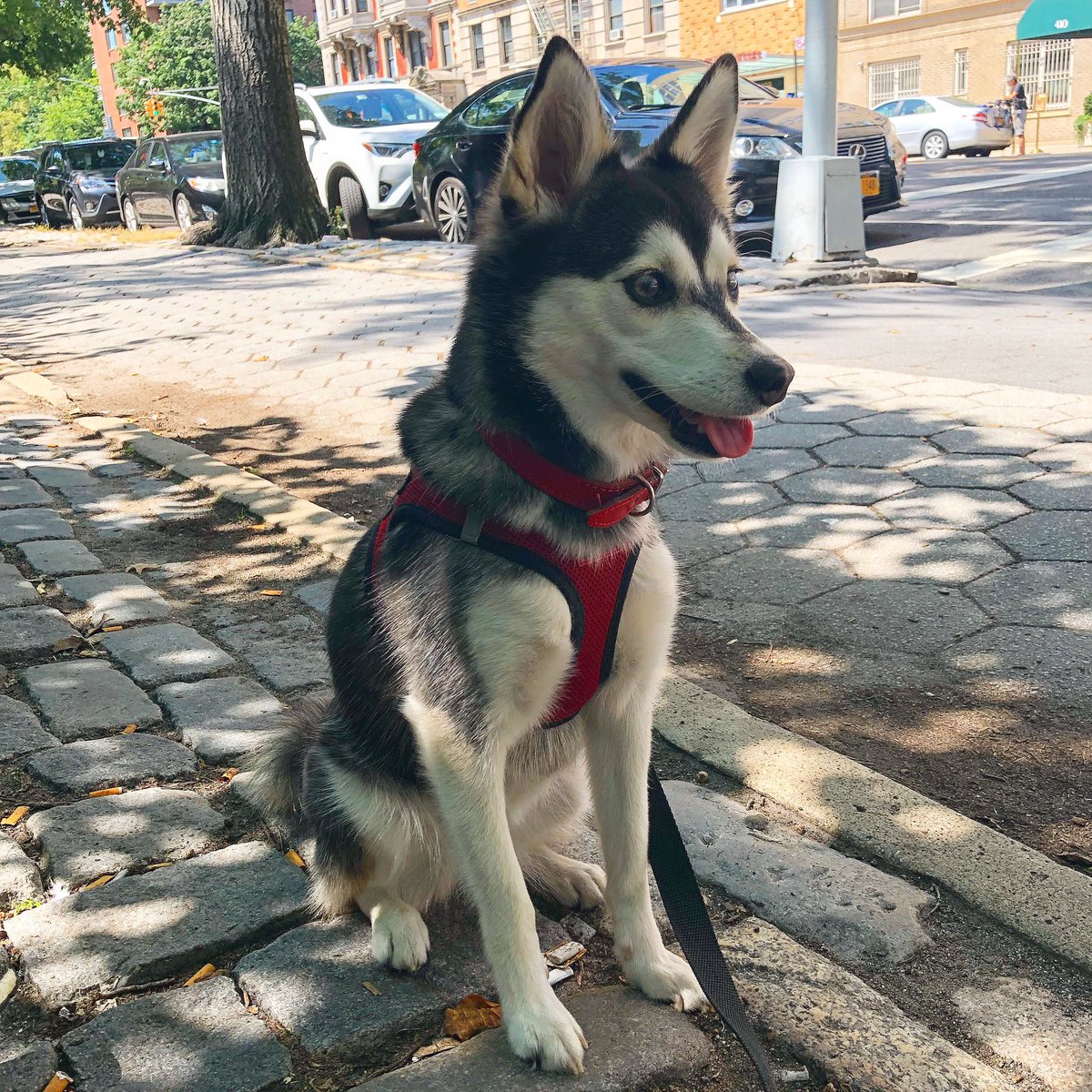 Walk and Fetch Pet Care Inc. (WalkFetch) Twitter