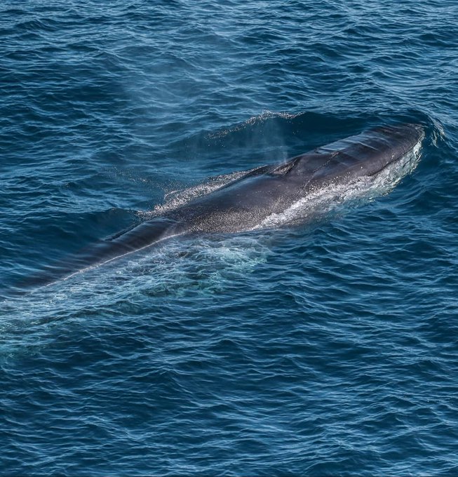 "Suppression des plastiques à usage unique sur ses navires, avitaillement en circuits courts de sa flotte, protection des mammifères marins ou encore la commande de navires GNL, #BrittanyFerries peut être qualifié d’écoresponsable".
bit.ly/2OW6P8y