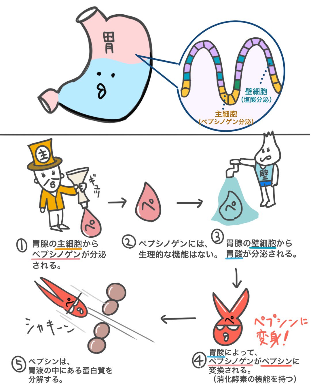 ゴロ 解剖生理イラスト در توییتر 5コマで分かる 消化酵素の働き ペプシン編