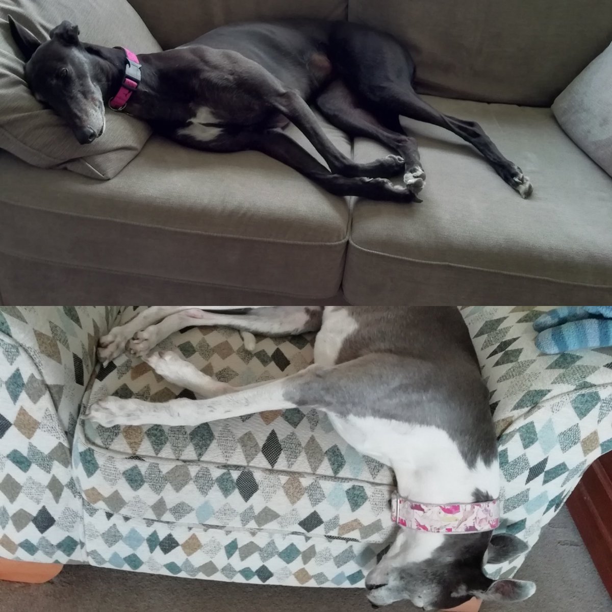 EmmaHardy21's tweet photo. When you offer to look after @dora_dinky for the day but with the addition of your own whippy, there's no sofas free! #divademands #houndshaveneeds https://t.co/Y3QFzAO8jk