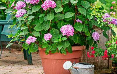 Mbackus's tweet photo. On a lot that has more hardscape than planting space, container gardening is one way to indulge your green thumb. In fact, you can grow seriously sizable plants in pots-even trees. Here are three surprisingly XL options that still w https://t.co/dInKafqFXQ https://t.co/HNc5TSk2V1
