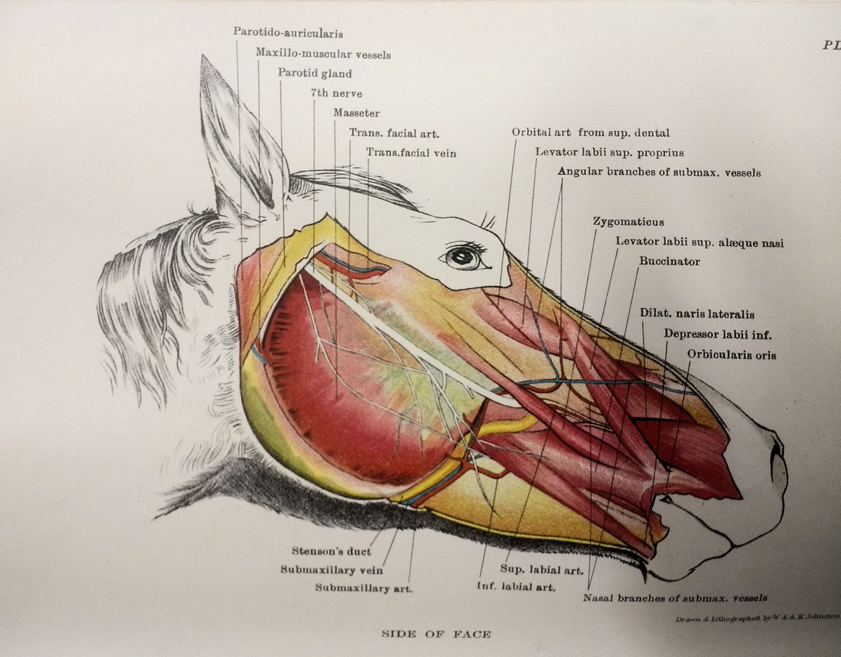 Horse Face Anatomy