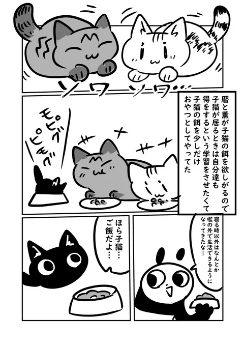 子猫が来た話　子猫の餌に魅了される大人猫　#ぬら次郎日記 