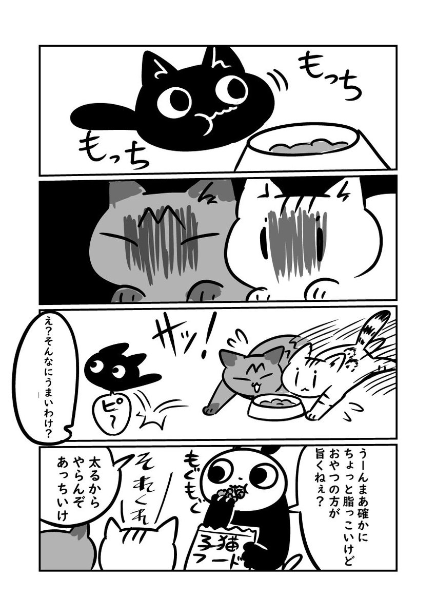 子猫が来た話　子猫の餌に魅了される大人猫　#ぬら次郎日記 