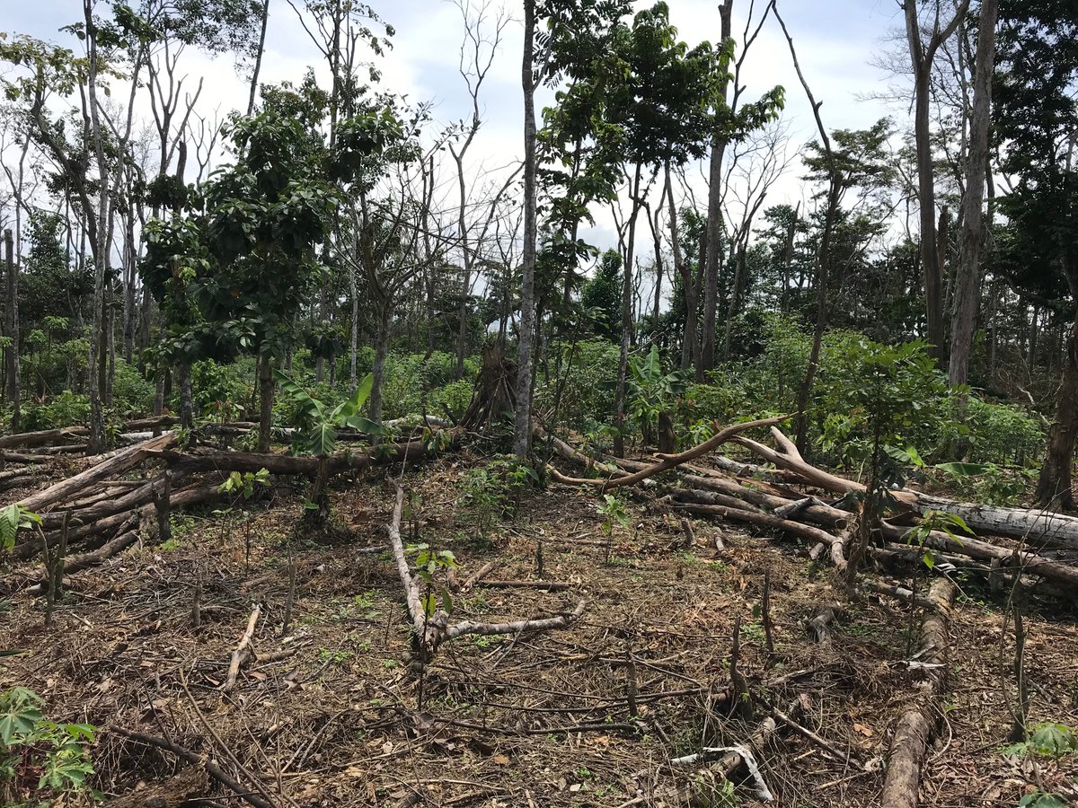Geekinitci's tweet photo. [#Déforestation en #CIV225 ]
Quel serait notre appui, en tant que citoyen Ivoirien, pour parvenir à un taux de 15% de couverture forestière en fin 2020?

@sodeforci @Gouvci @StandMighty  @Greenpeace @Fern_NGO @Minefrci https://t.co/wFhgyAQaP3