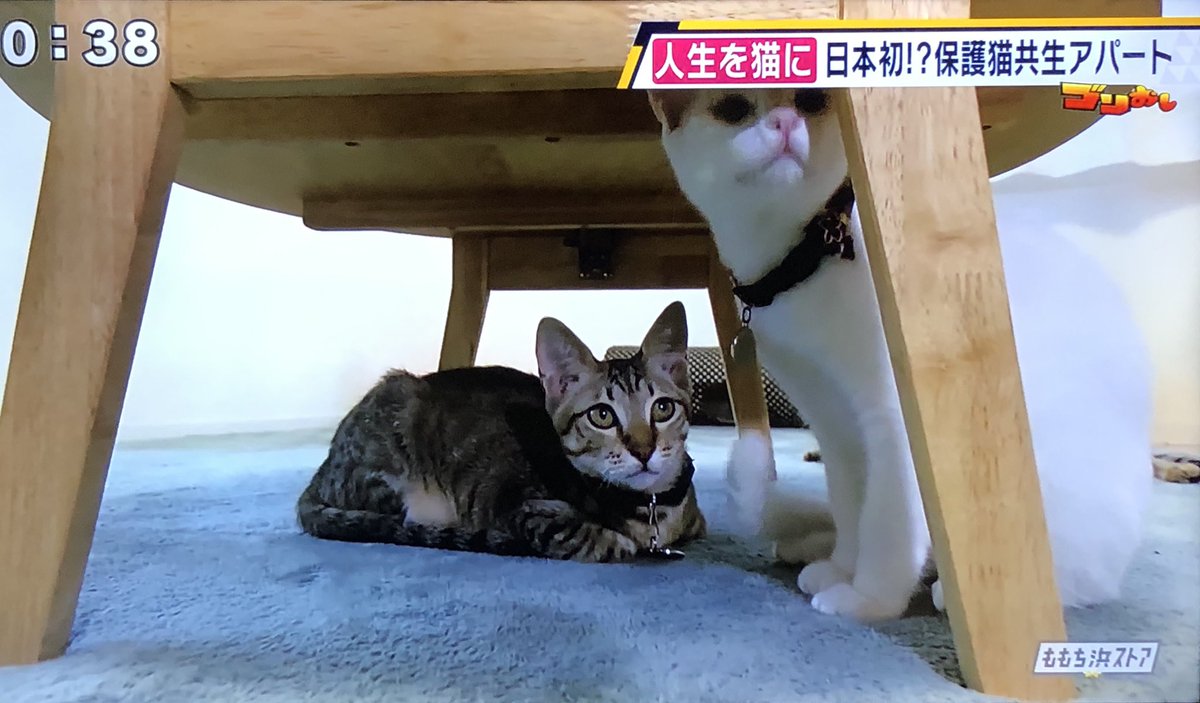 猫専用アパート hashtag on Twitter