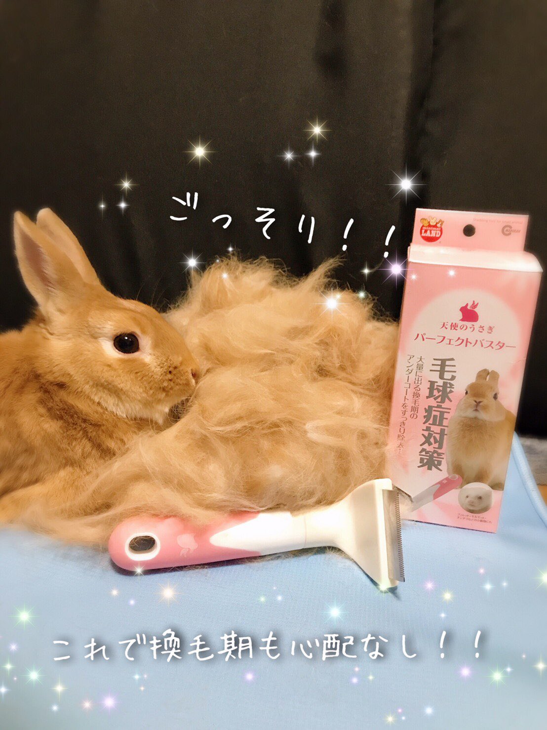 Cookie クッキーちゃん換毛期を終え今日から生まれ変わりました 仙台のうさぎ専門店に行ったらファーミネーターに似た ブラシがあったので買いました 今年は毛の量ヤバすぎ へやんぽ ミックス うさすたぐらむ ネザーランドドワーフ 動物