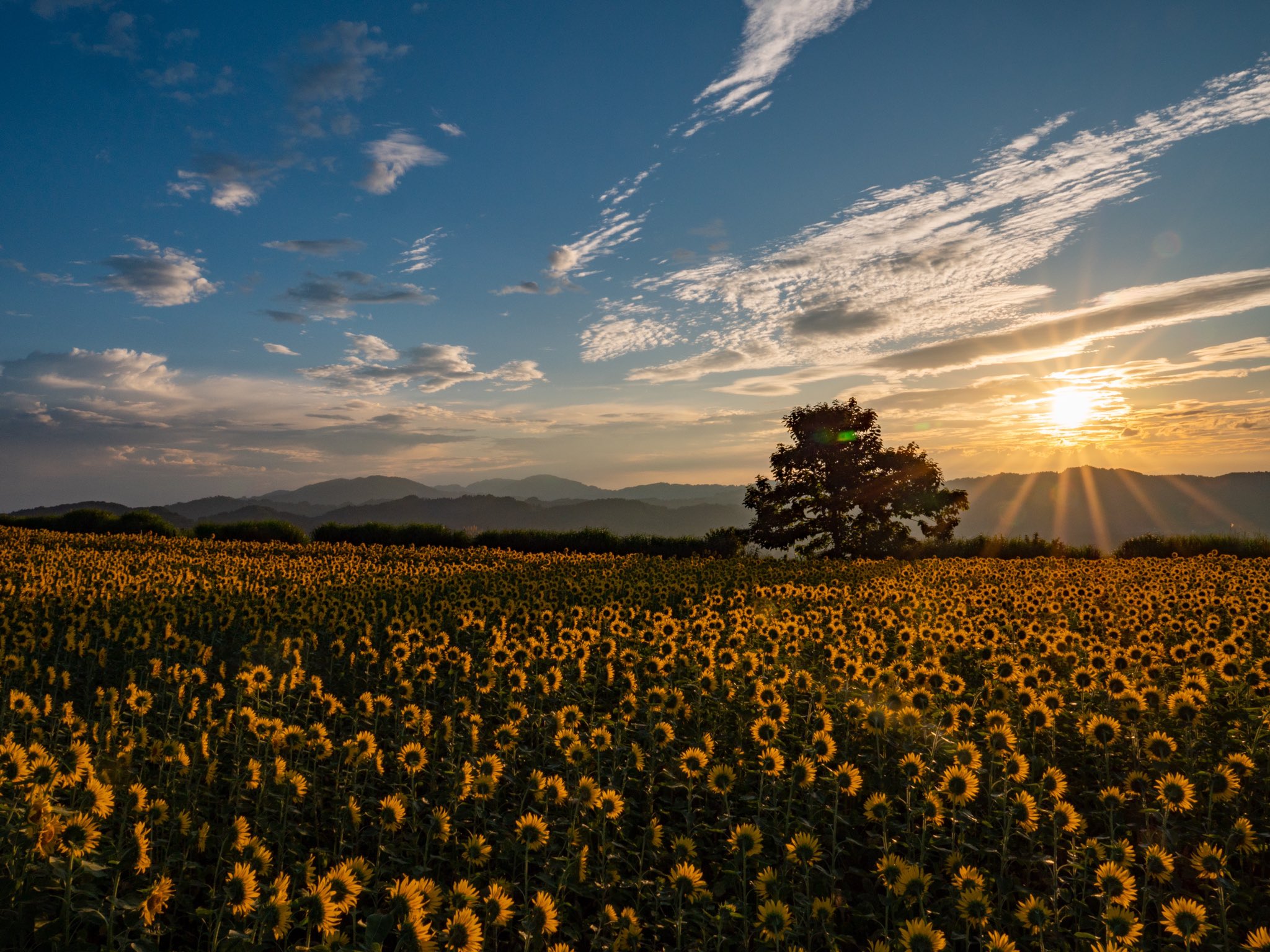 Mororooo Photo ヒマワリはうつむかへん 日の出とヒマワリはいいぞ こんな景色が見れるなら3時出発なんてなんのその 縦もあるのでタップして見てください 写真好きな人と繋がりたい 新潟 小千谷市 山本山 沢山ポケットパーク ひまわり