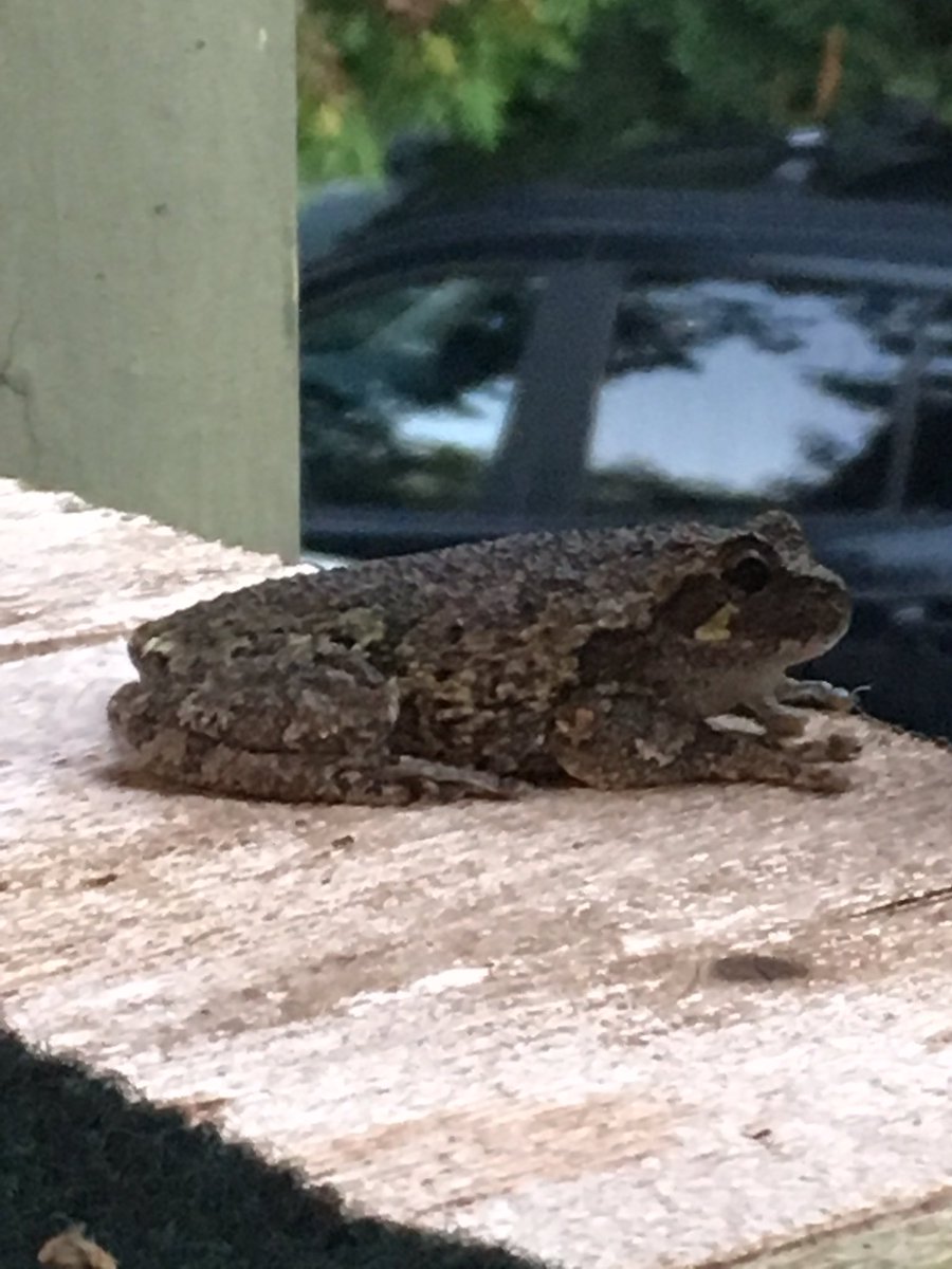 Therussian21's tweet photo. @Blackmudpuppy good morning I have found more frog and I think there more grey tree frogs ? 2 frogs https://t.co/ytzPS7ZCDJ