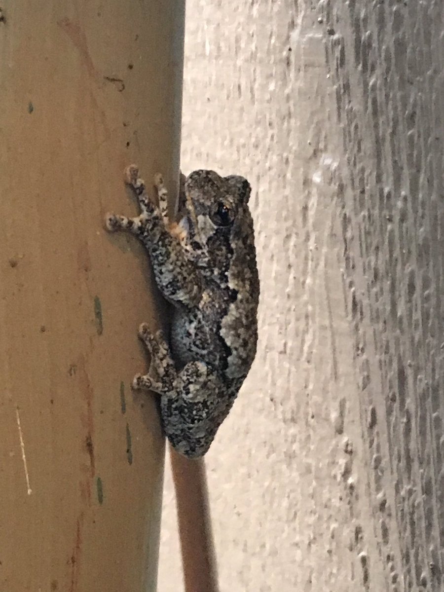 Therussian21's tweet photo. @Blackmudpuppy good morning I have found more frog and I think there more grey tree frogs ? 2 frogs https://t.co/ytzPS7ZCDJ