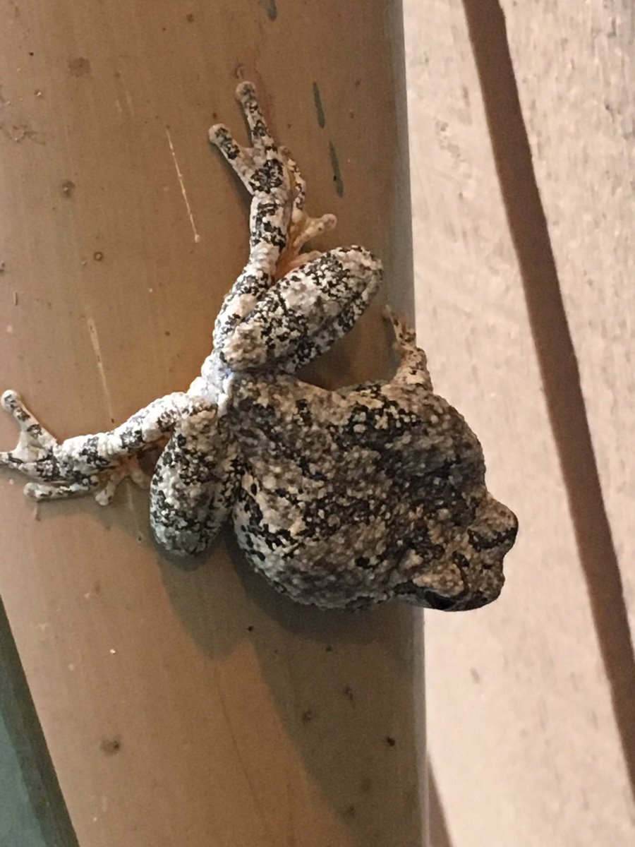 Therussian21's tweet photo. @Blackmudpuppy good morning I have found more frog and I think there more grey tree frogs ? 2 frogs https://t.co/ytzPS7ZCDJ