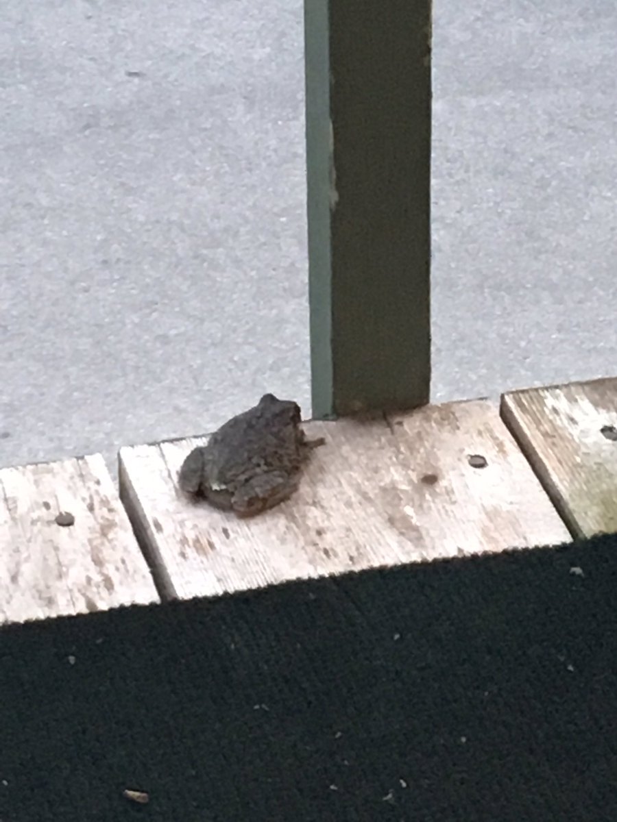 Therussian21's tweet photo. @Blackmudpuppy good morning I have found more frog and I think there more grey tree frogs ? 2 frogs https://t.co/ytzPS7ZCDJ